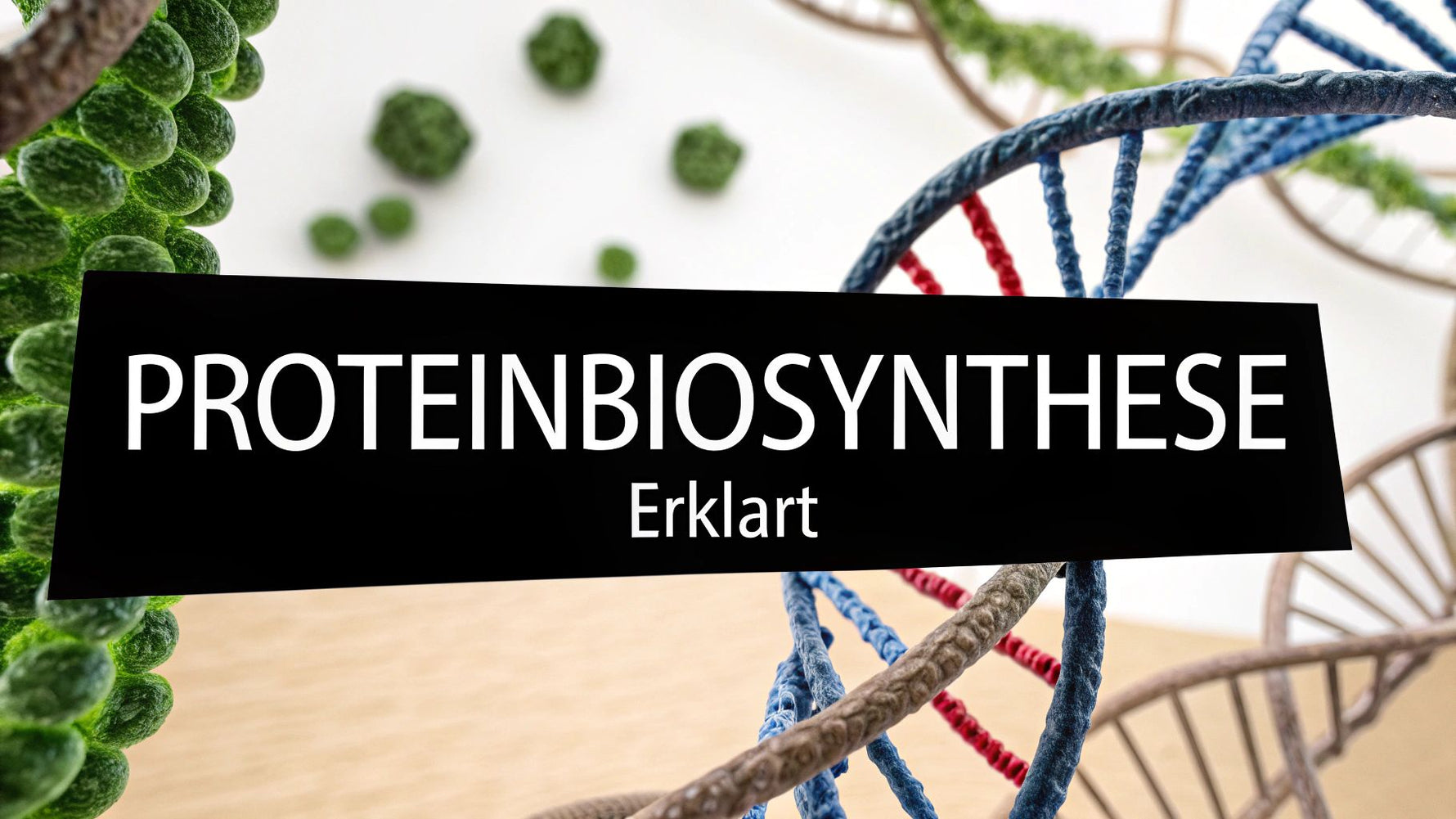 Proteinbiosynthese einfach erklärt für dein verständnis