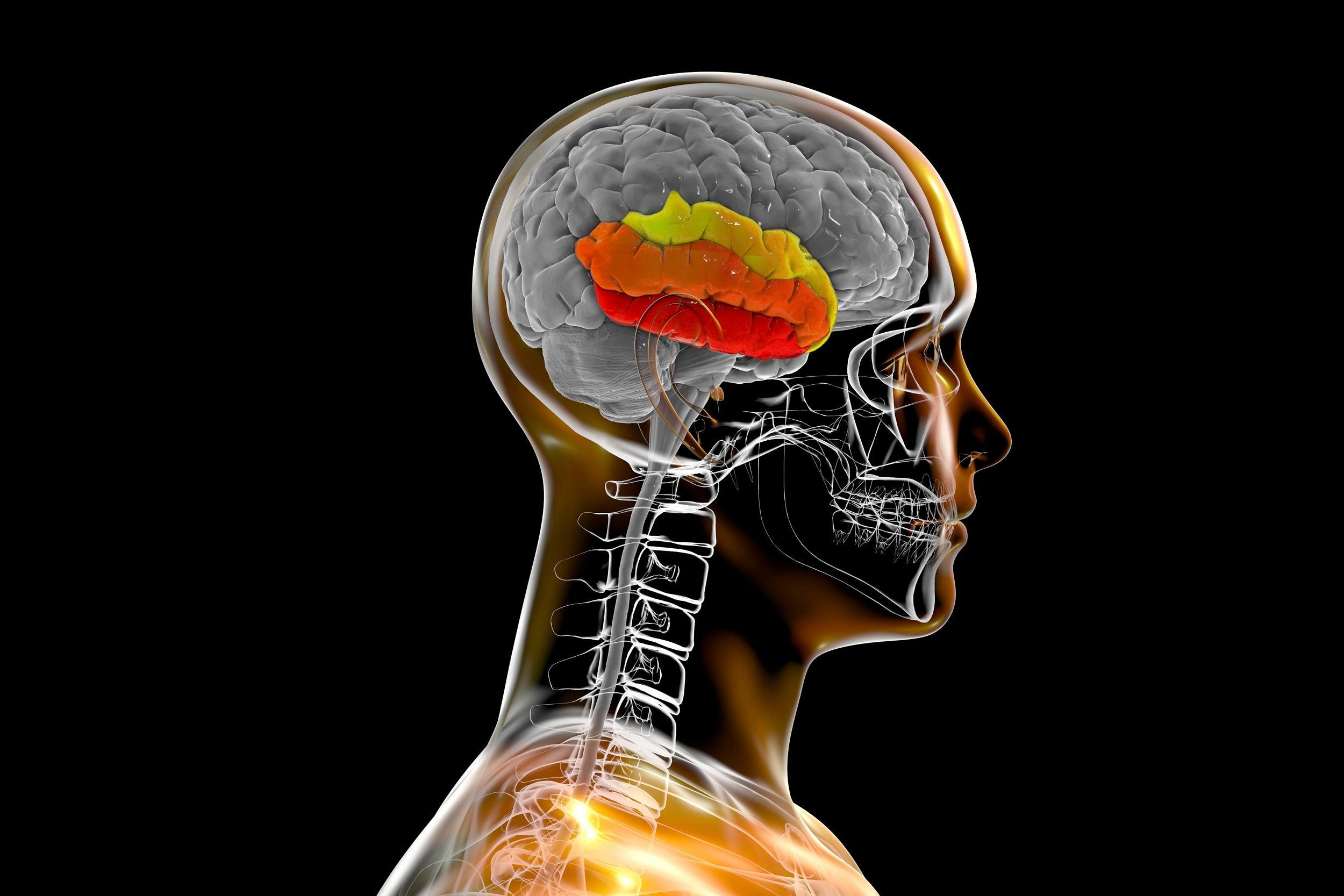 Unser Langzeitgedächtnis – eine Erklärung - Animus Medicus GmbH