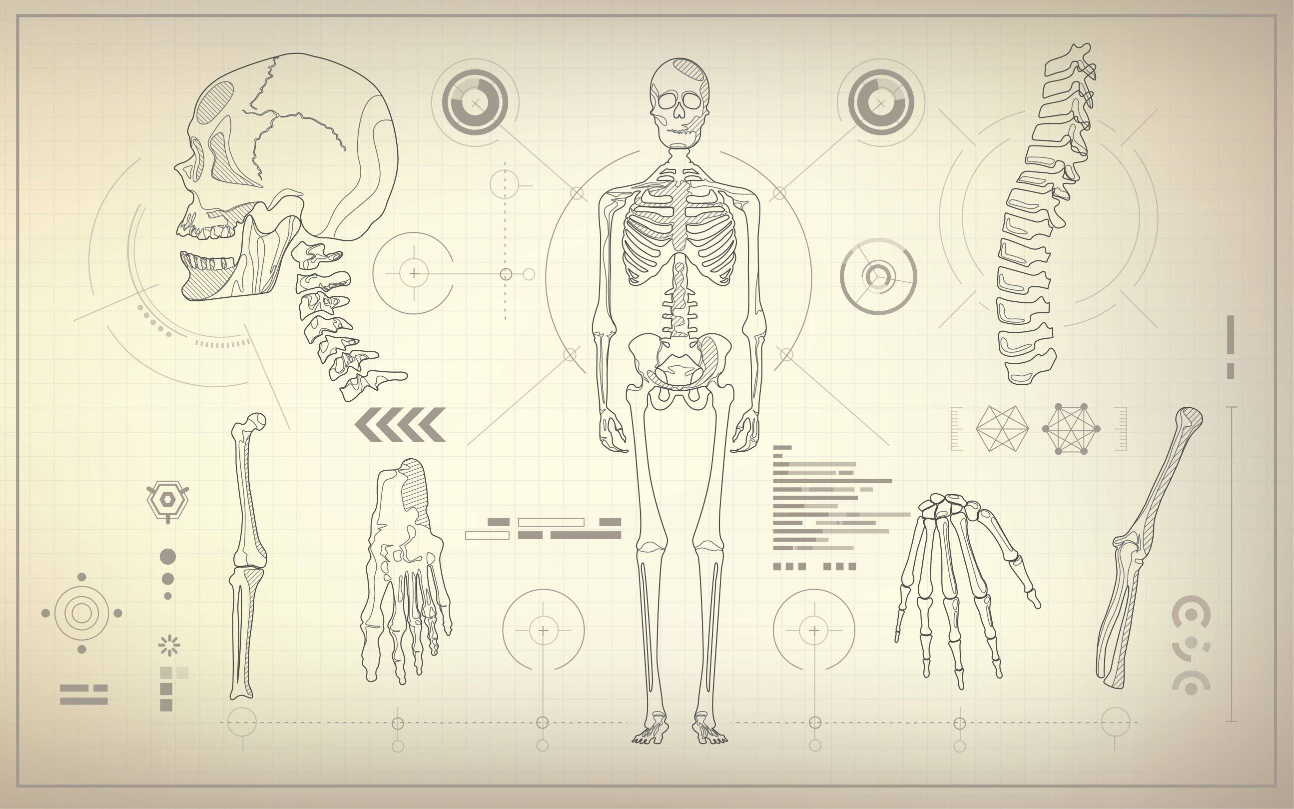 Was ist der kleinste Knochen des Menschen? - Animus Medicus GmbH