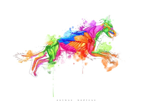 Hunde Anatomie - Rainbow