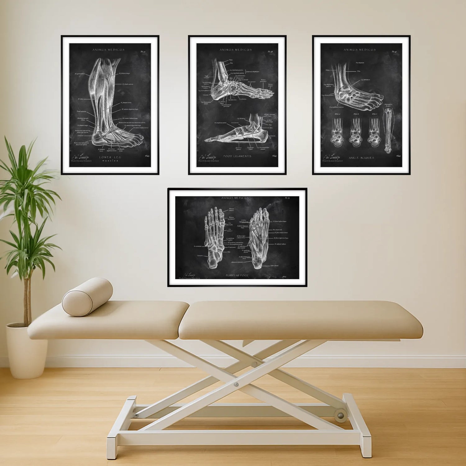 Fuß Anatomie Sammlung - Chalkboard