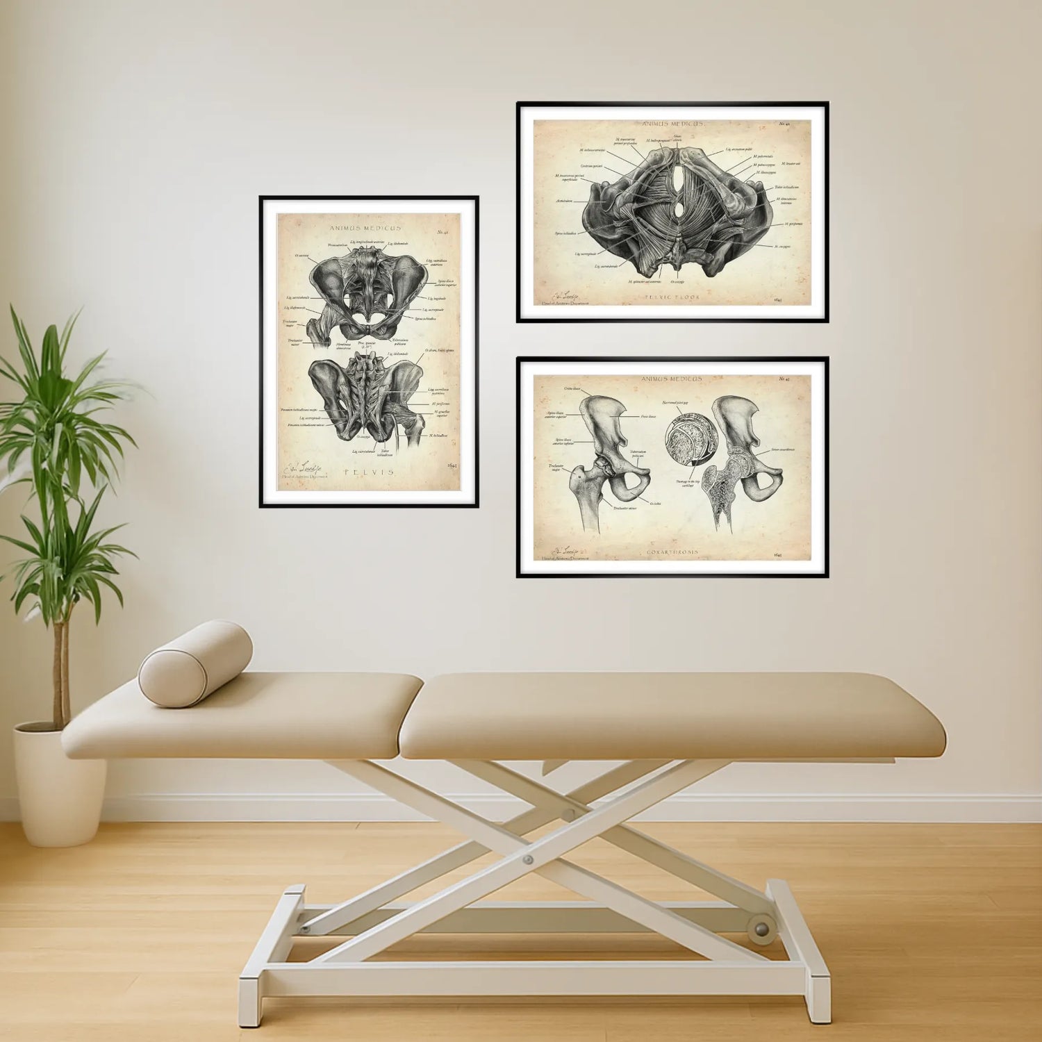 Becken Anatomie Sammlung