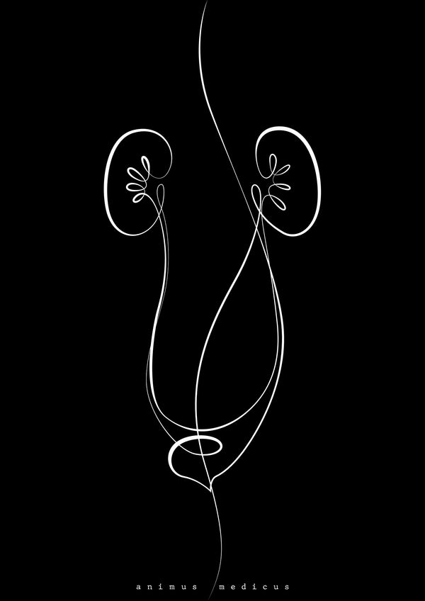 Nieren Anatomie Minimalist Dark