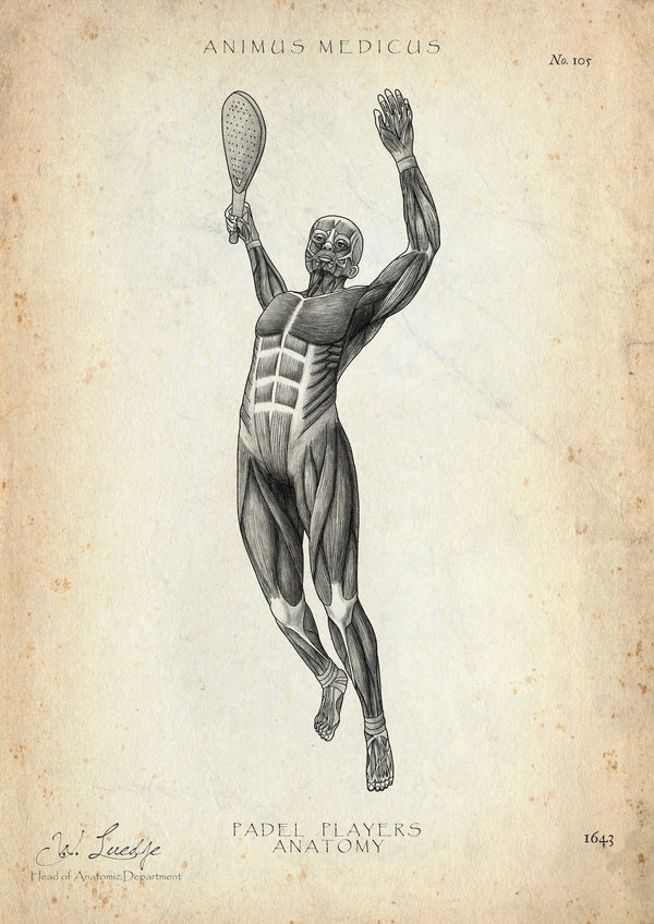 Padel Tennis Anatomie