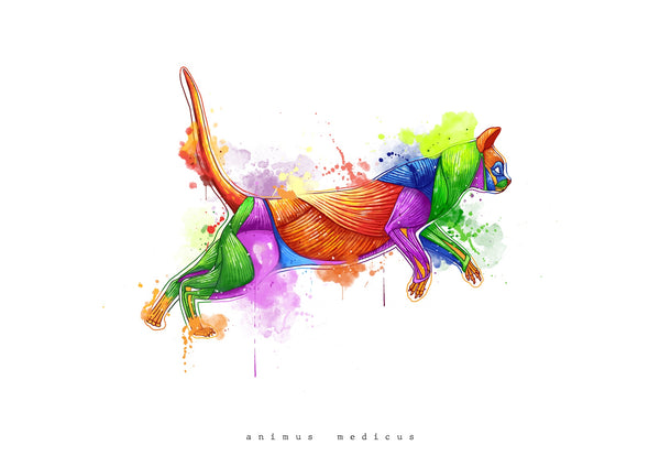 Katze Anatomie - Rainbow