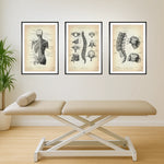 Rücken Anatomie Sammlung