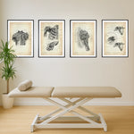 Schulter Anatomie Sammlung