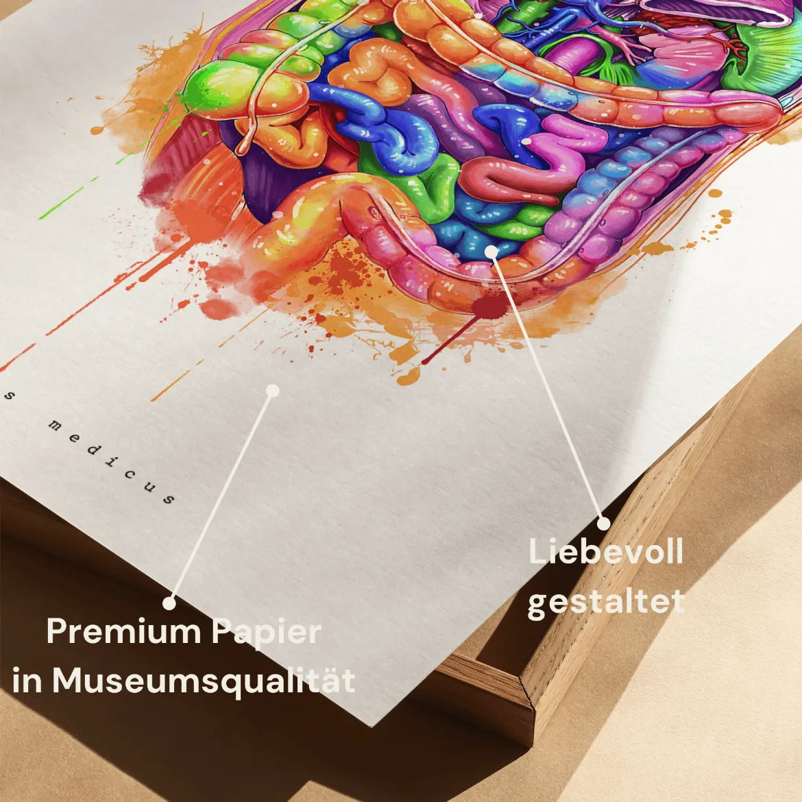 Abdomen Anatomie - Rainbow - Animus Medicus GmbH