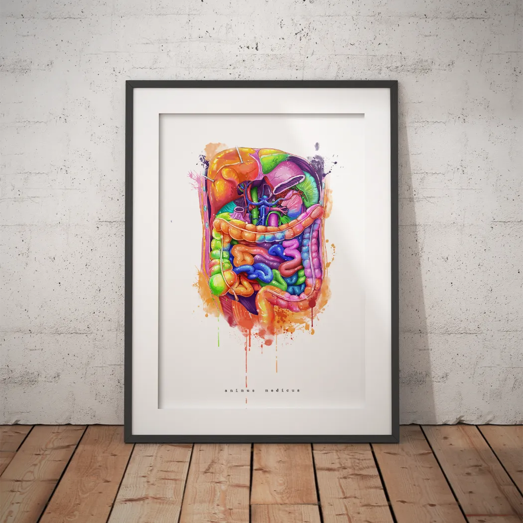 Abdomen Anatomie - Rainbow - Animus Medicus GmbH