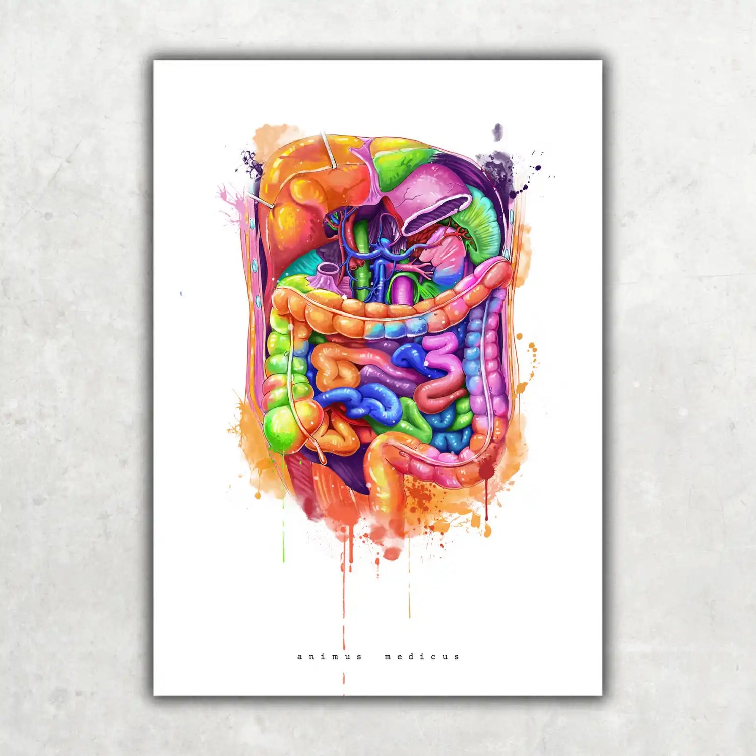 Abdomen Anatomie - Rainbow - Animus Medicus GmbH