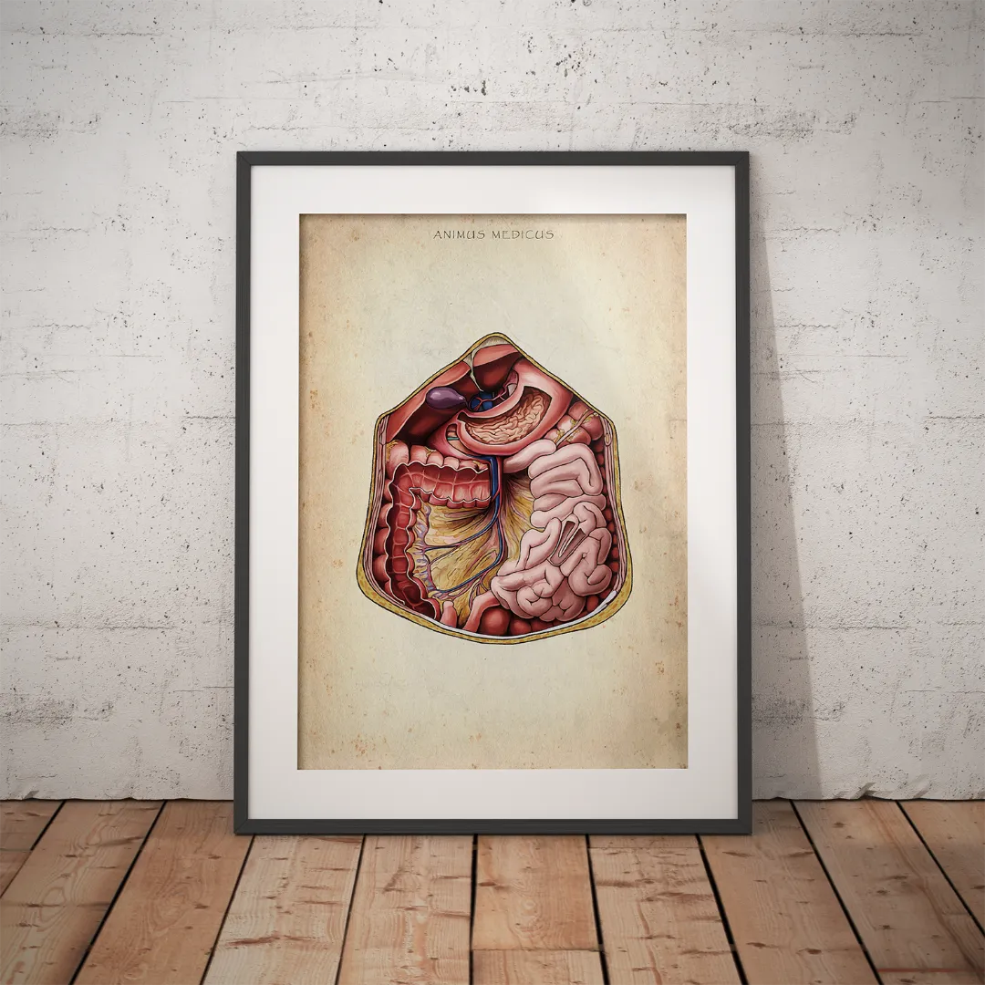 Abdomen - Reallife - Animus Medicus GmbH