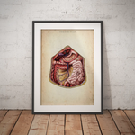 Abdomen - Reallife - Animus Medicus GmbH