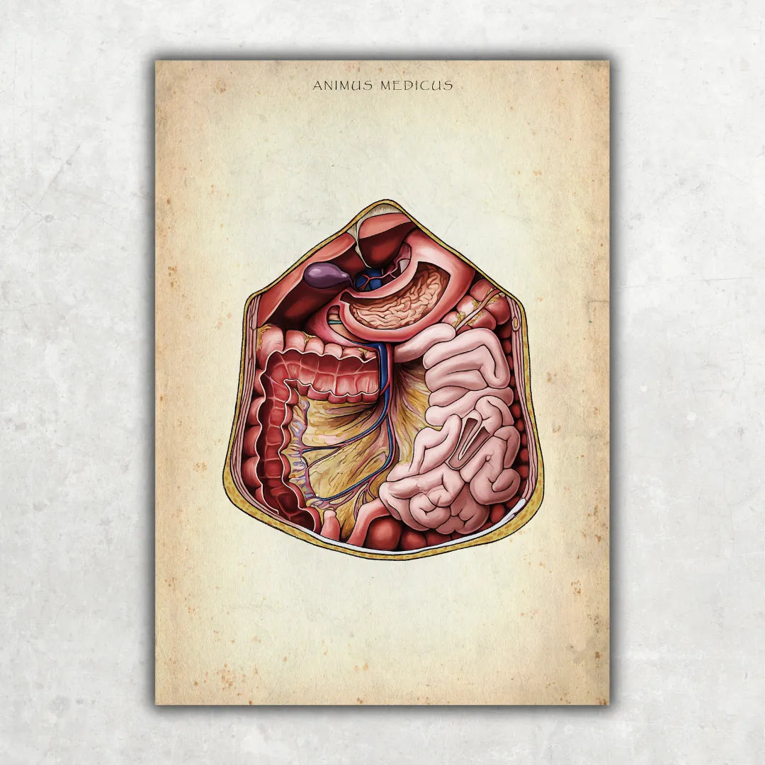 Abdomen - Reallife - Animus Medicus GmbH