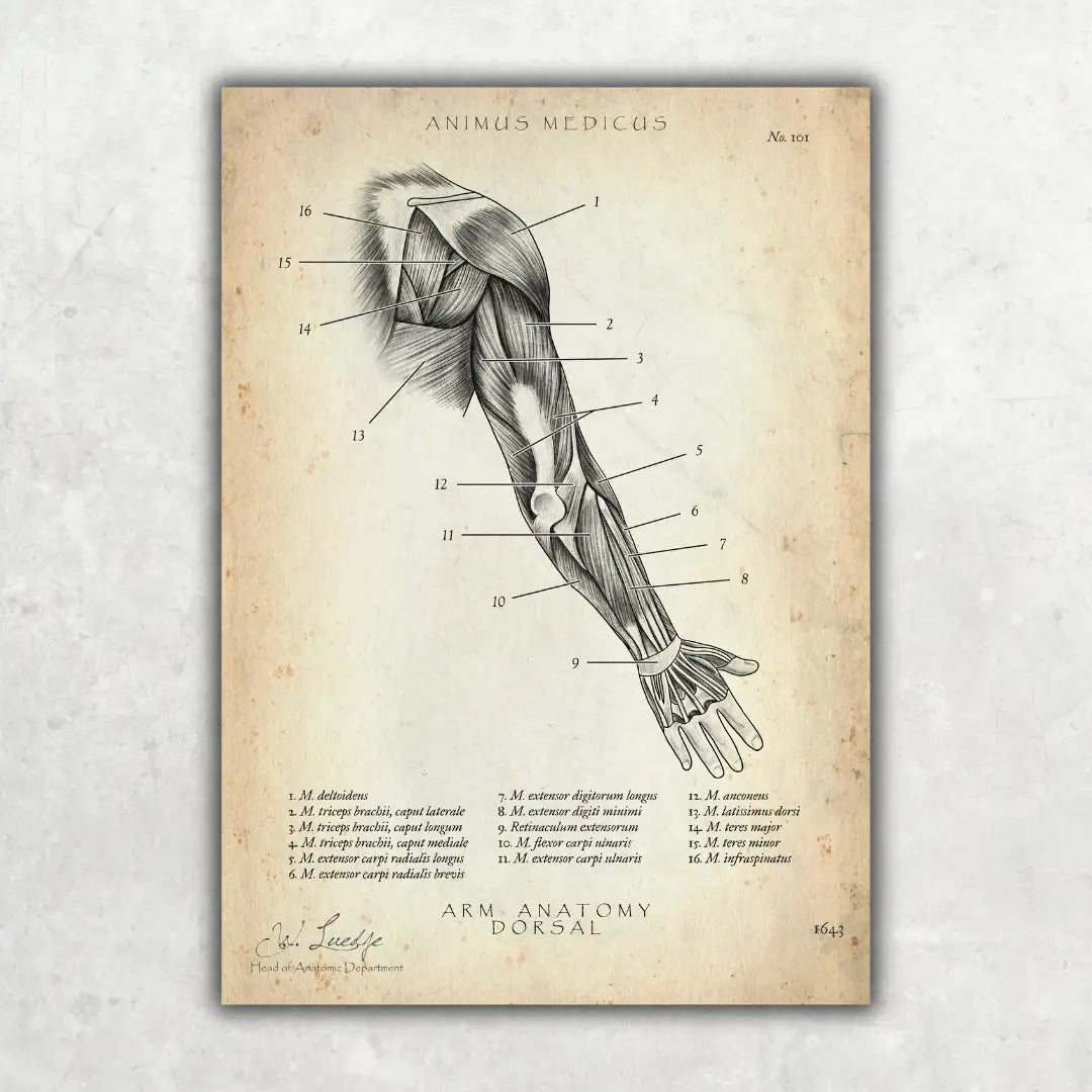 Arm Anatomie dorsal - Animus Medicus GmbH