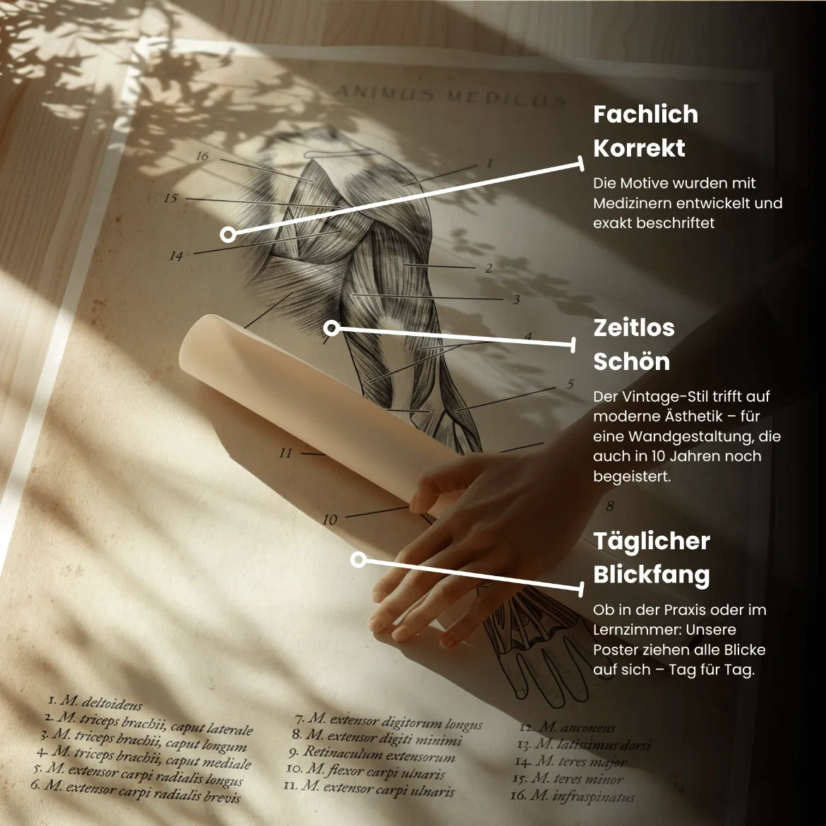 Arm Anatomie dorsal - Animus Medicus GmbH