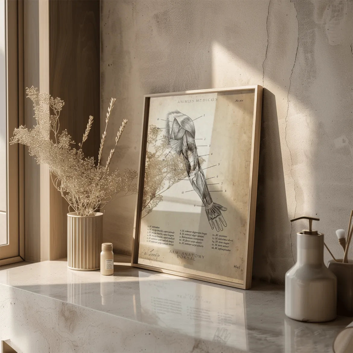 Arm Anatomie dorsal - Animus Medicus GmbH