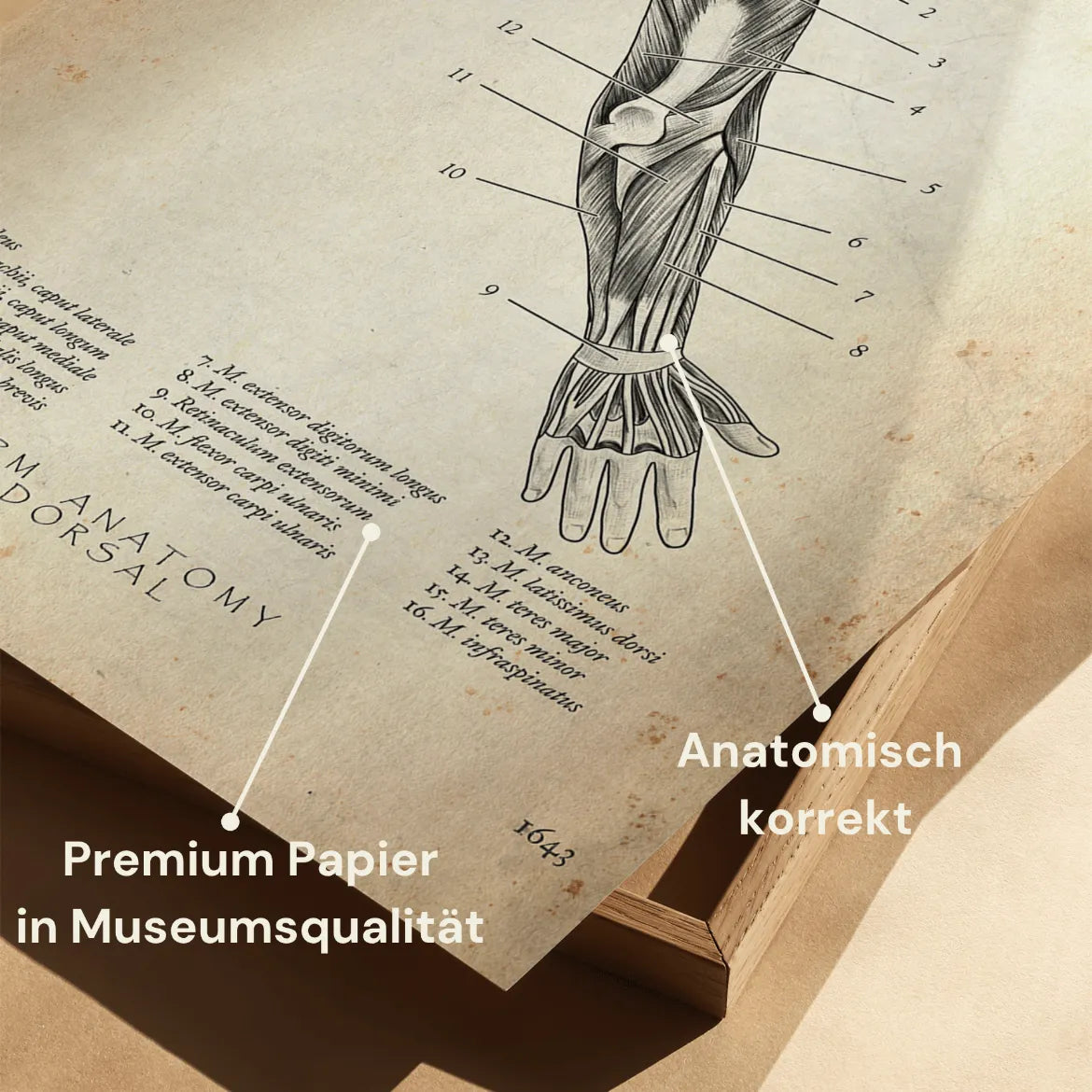 Arm Anatomie dorsal - Animus Medicus GmbH