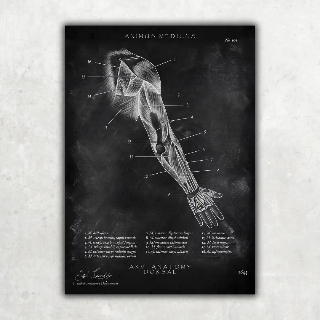 Arm Anatomie dorsal - Chalkboard - Animus Medicus GmbH