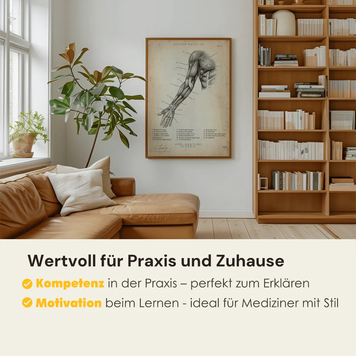 Arm Anatomie ventral - Animus Medicus GmbH