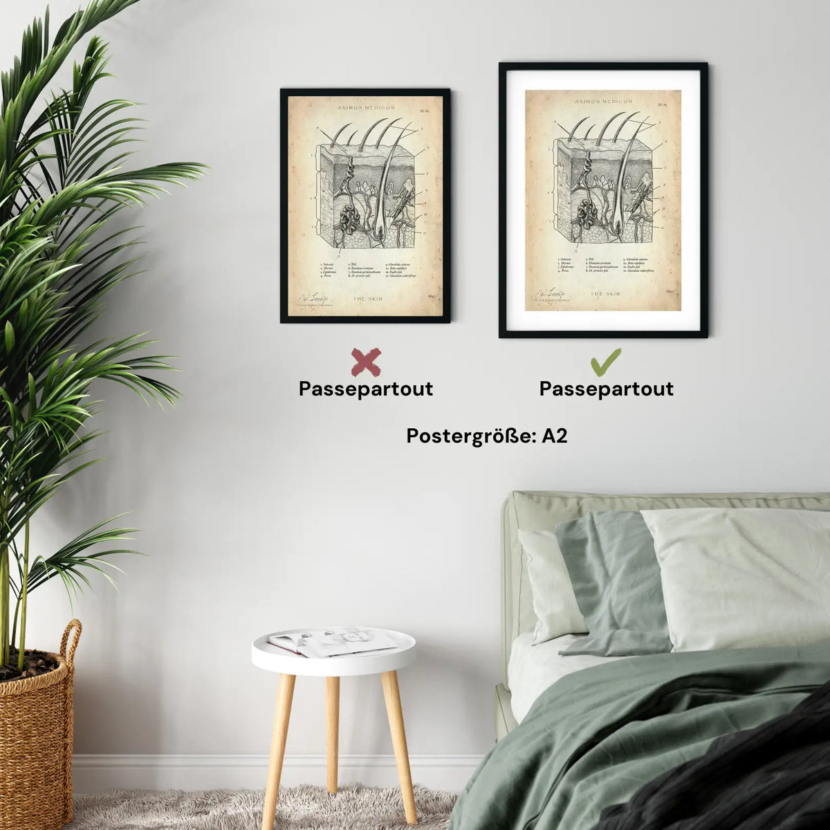 Aufbau der Haut - Animus Medicus GmbH