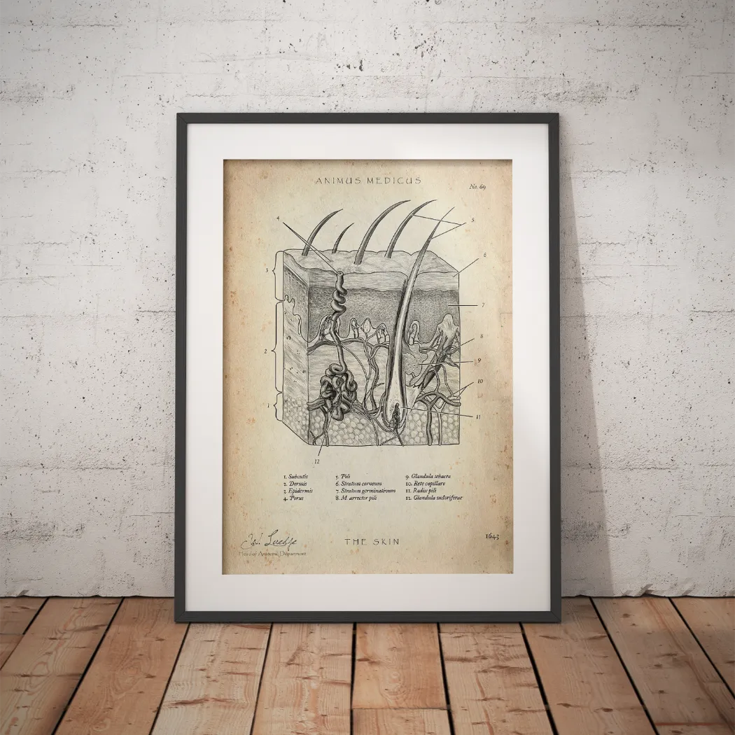 Aufbau der Haut - Animus Medicus GmbH