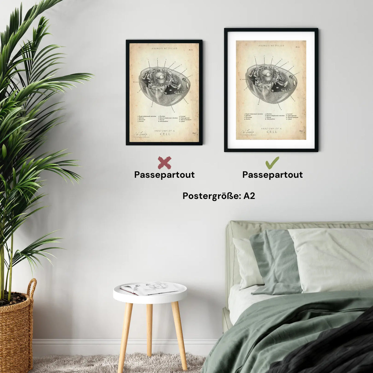 Aufbau menschliche Zelle - Animus Medicus GmbH