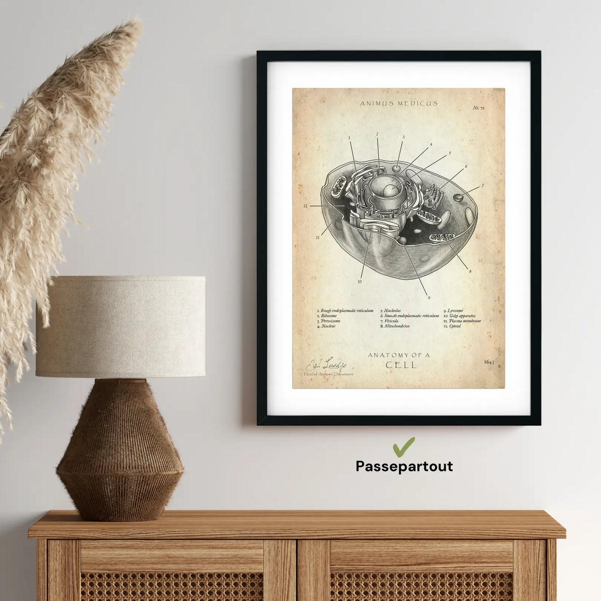 Aufbau menschliche Zelle - Animus Medicus GmbH