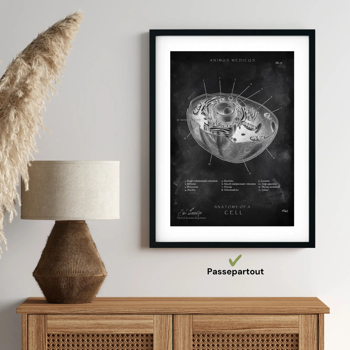 Aufbau menschliche Zelle - Chalkboard - Animus Medicus GmbH