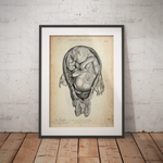 Baby in Gebärmutter - Animus Medicus GmbH