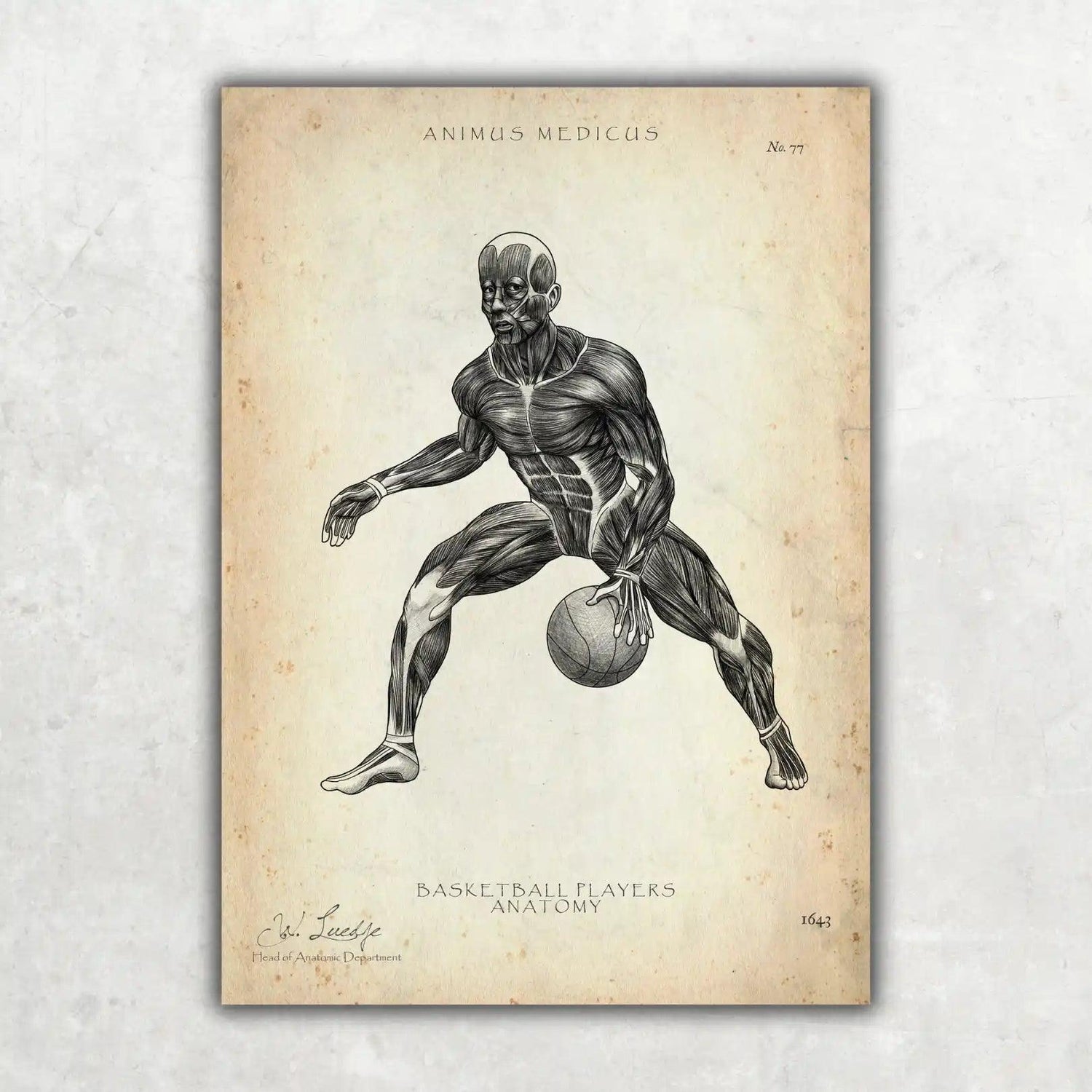 Basketball Anatomie Poster - Animus Medicus GmbH