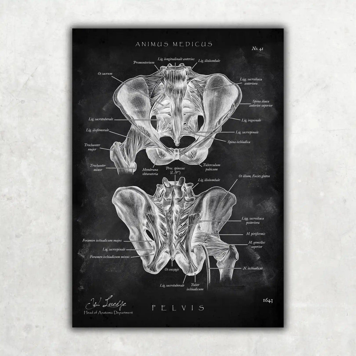 Becken Anatomie Sammlung - Chalkboard - Animus Medicus GmbH