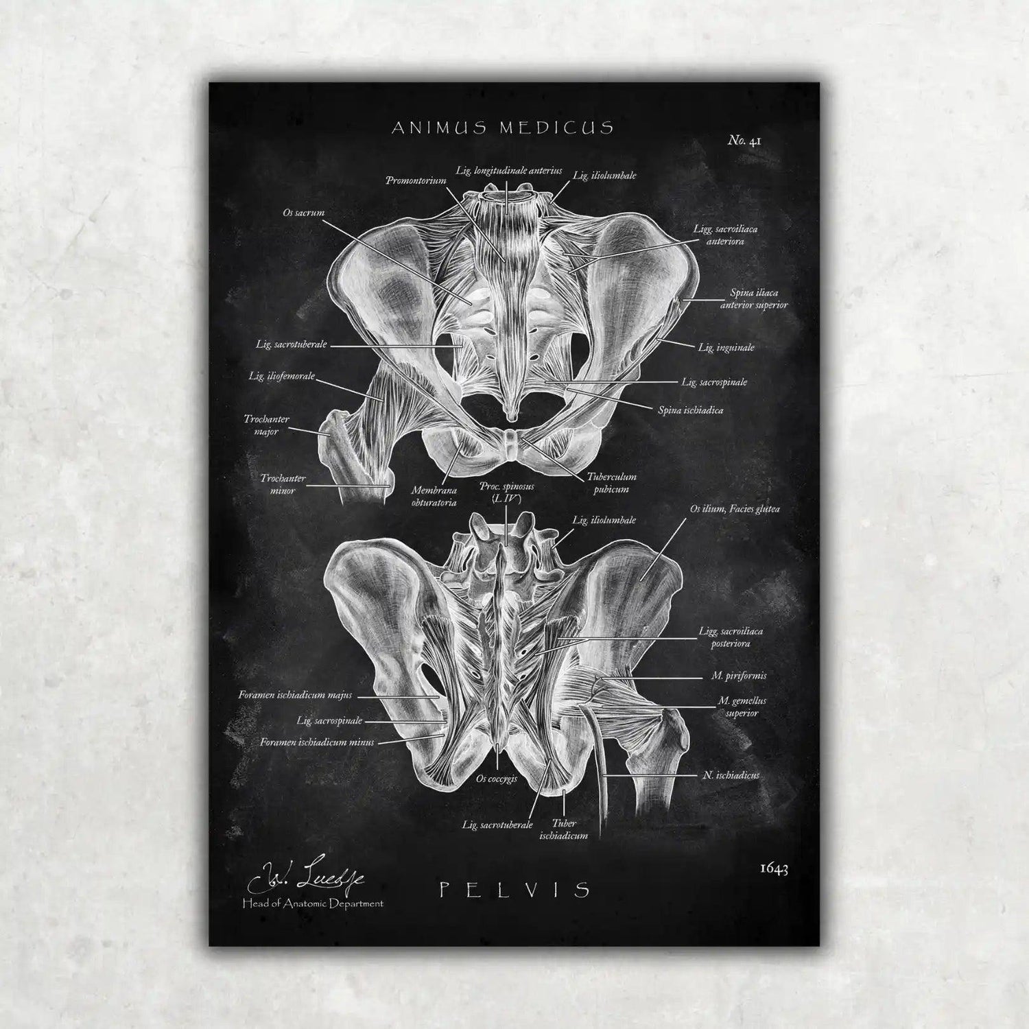 Becken Anatomie Sammlung - Chalkboard - Animus Medicus GmbH