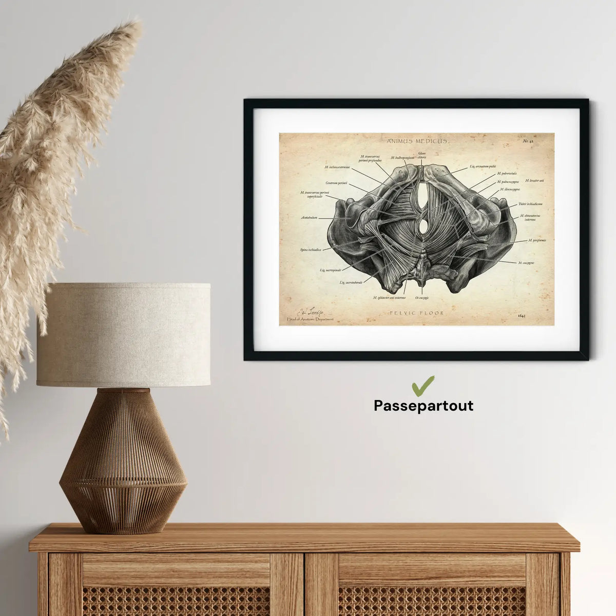 Beckenboden Muskulatur - Animus Medicus GmbH