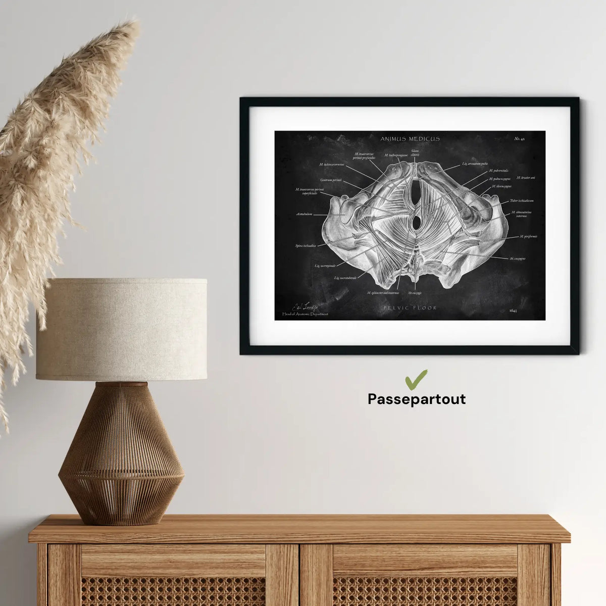 Beckenboden Muskulatur - Chalkboard - Animus Medicus GmbH
