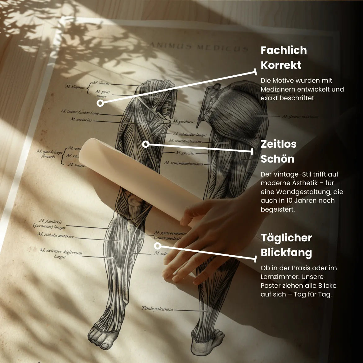 Beinmuskulatur Anatomie - Animus Medicus GmbH