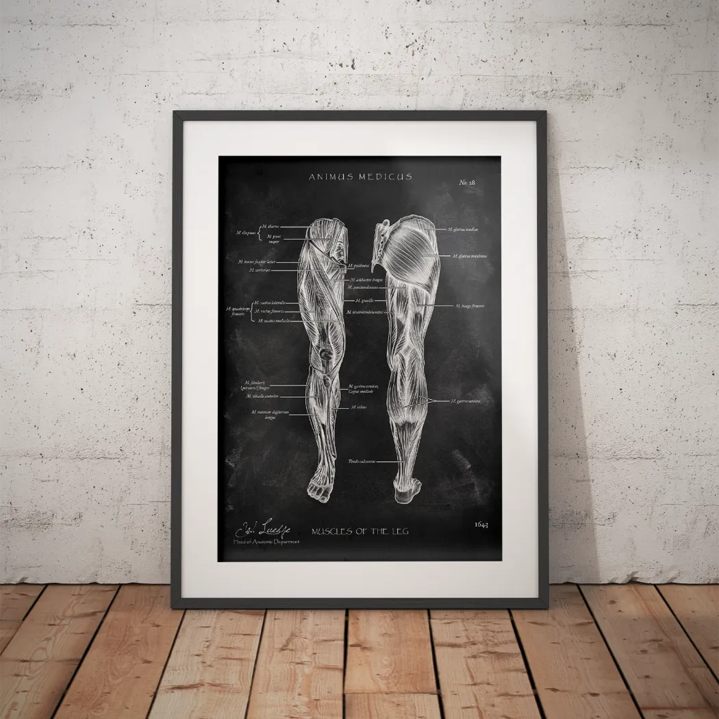 Beinmuskulatur Anatomie - Chalkboard - Animus Medicus GmbH
