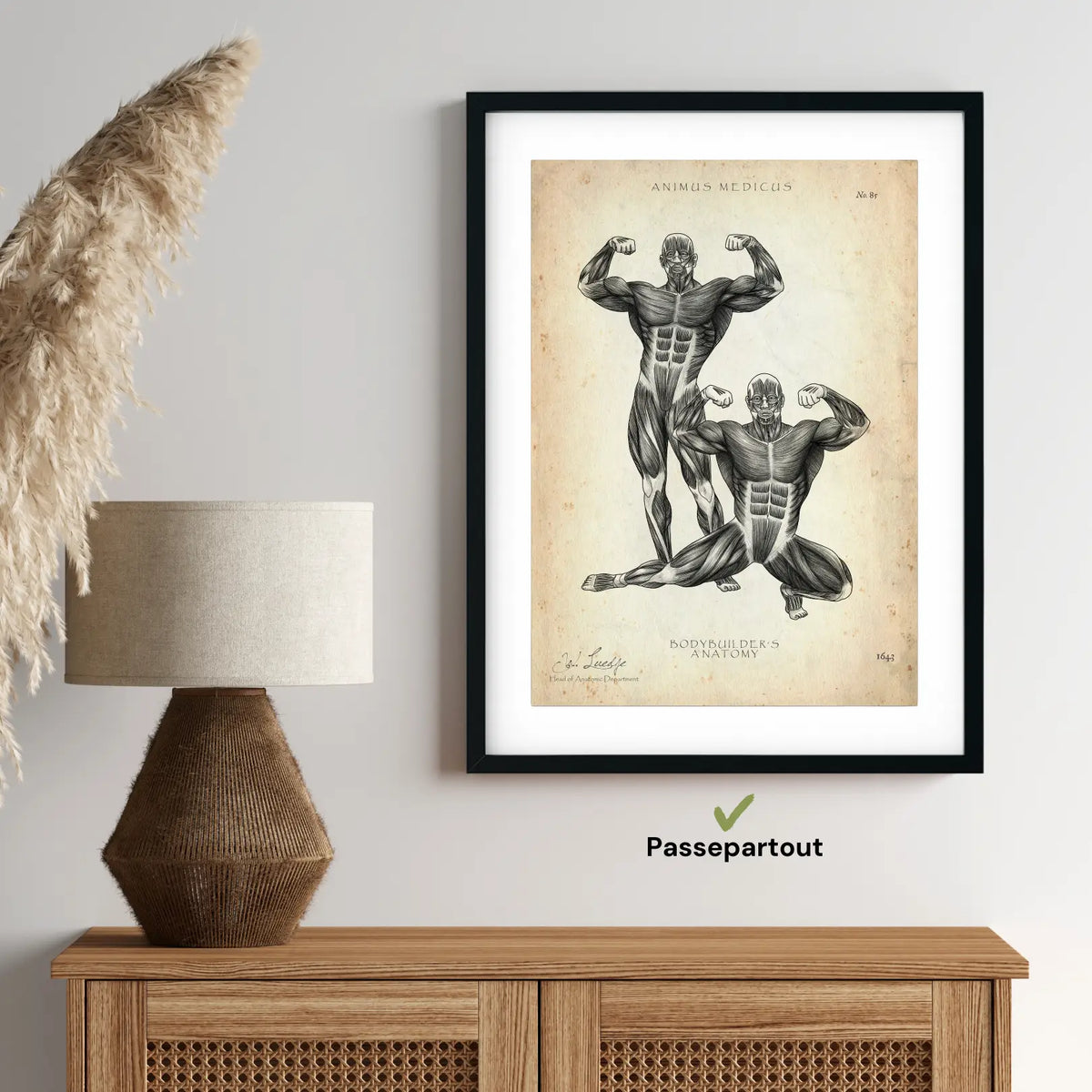 Bodybuilder Anatomie Poster - Animus Medicus GmbH