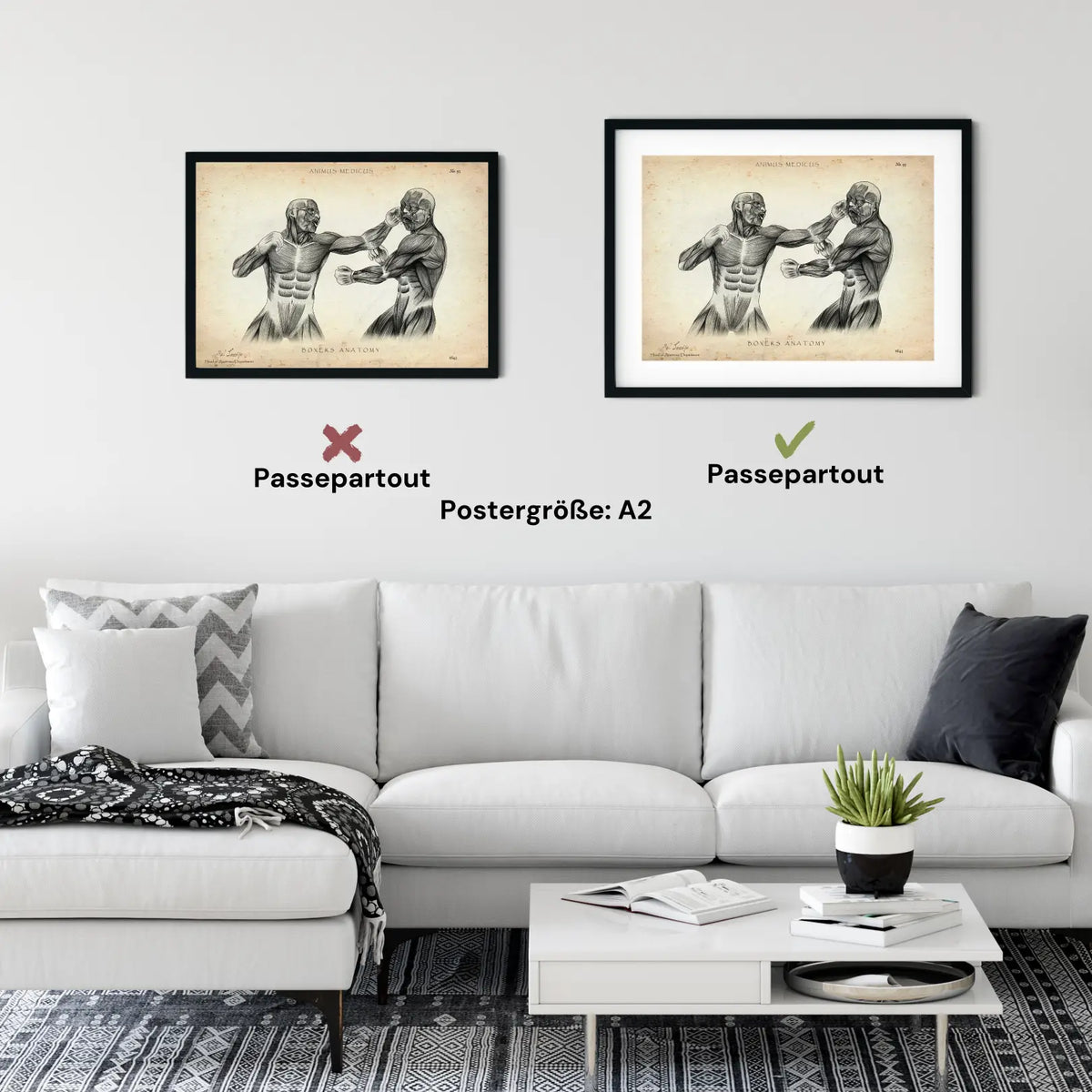 Boxer Anatomie Poster - Animus Medicus GmbH