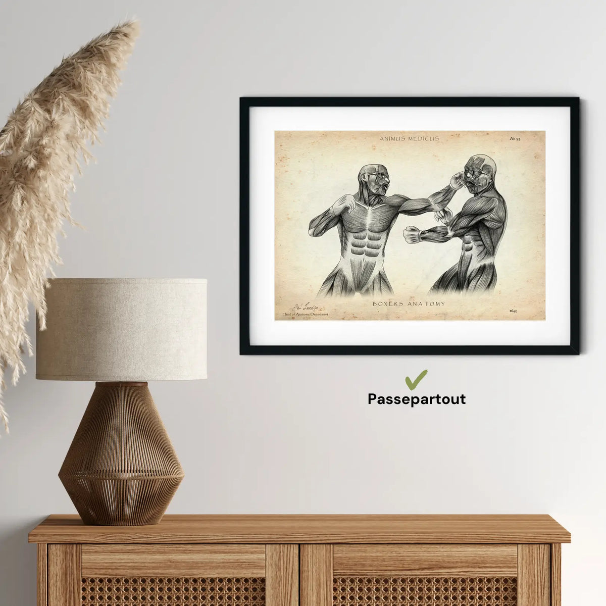 Boxer Anatomie Poster - Animus Medicus GmbH