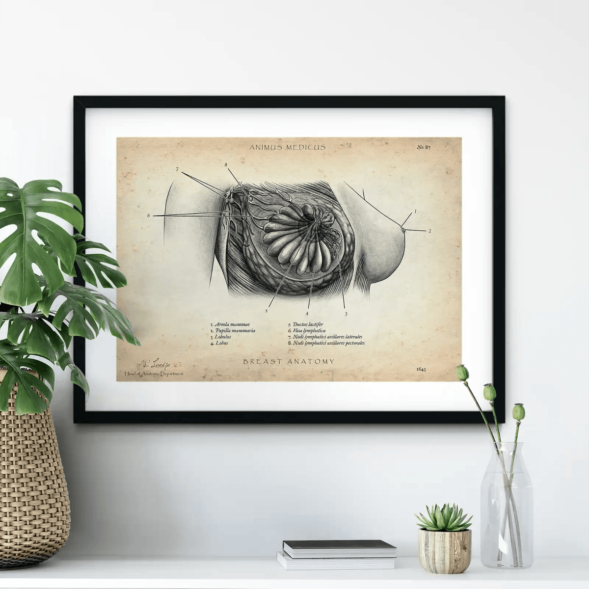 Brust Anatomie Poster - Animus Medicus GmbH