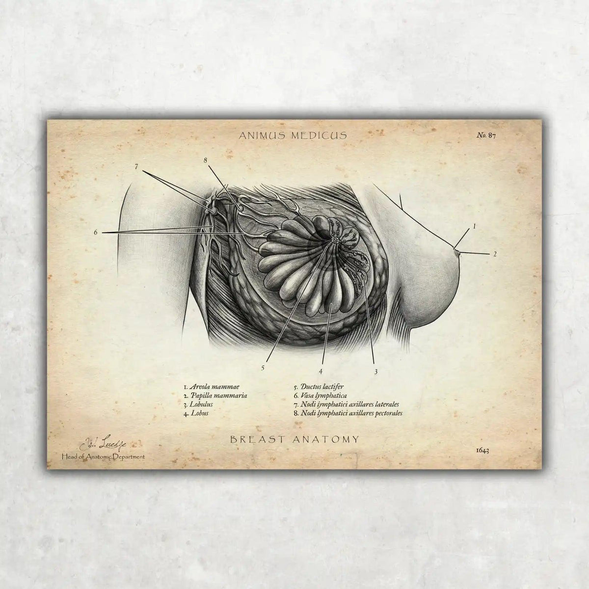 Brust Anatomie Poster - Animus Medicus GmbH