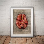 Das Gehirn - Buchseite - Animus Medicus GmbH