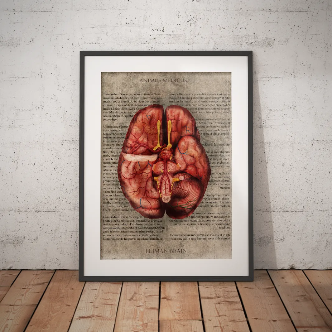 Das Gehirn - Buchseite - Animus Medicus GmbH