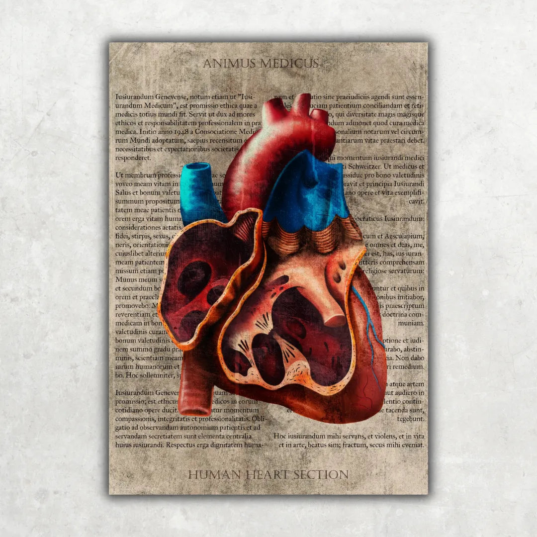 Das Herz - Buchseite - Animus Medicus GmbH