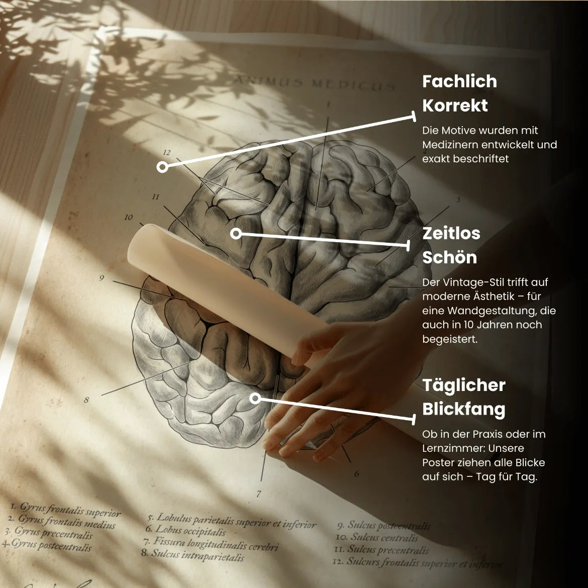 Das menschliche Gehirn - Animus Medicus GmbH