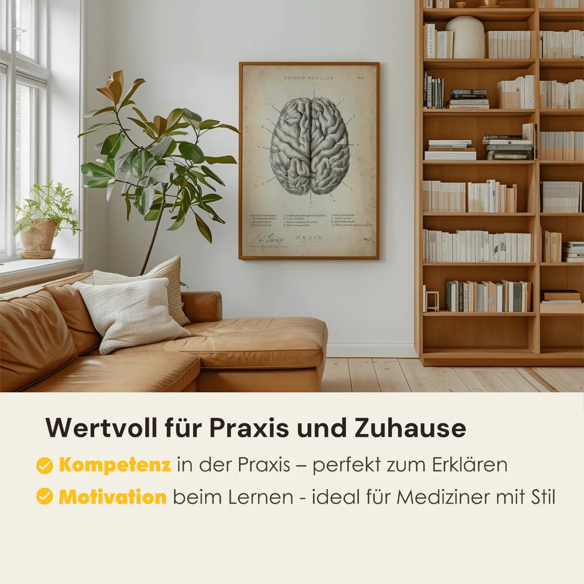 Das menschliche Gehirn - Animus Medicus GmbH