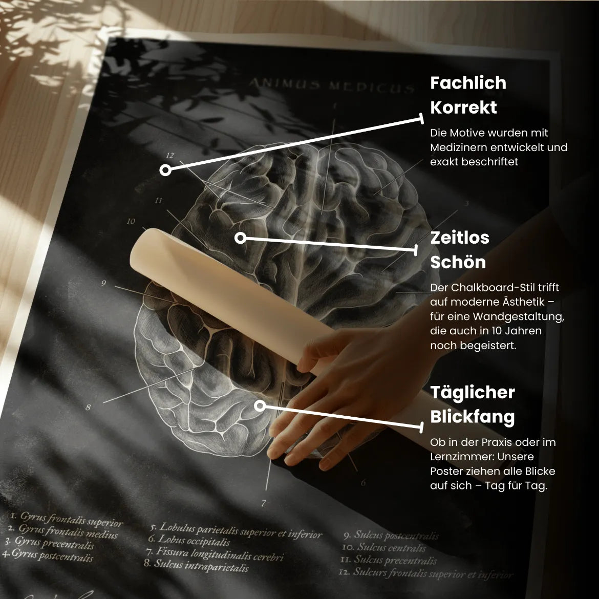 Das menschliche Gehirn - Chalkboard - Animus Medicus GmbH