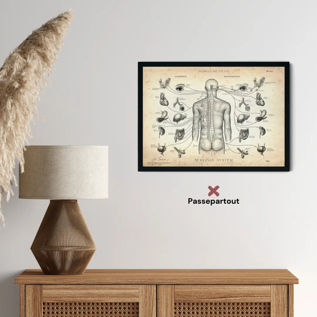 Das vegetative Nervensystem - Animus Medicus GmbH