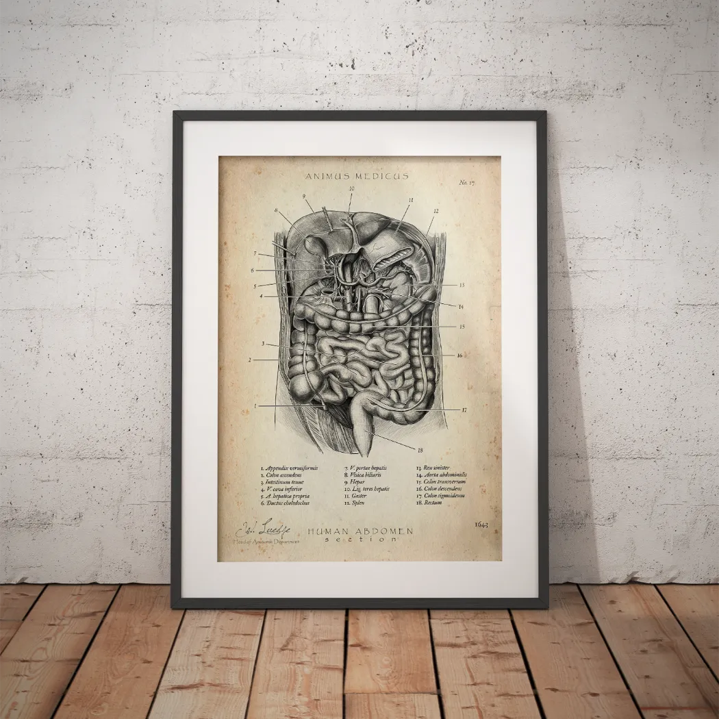 Der Bauch im Schnitt - Animus Medicus GmbH