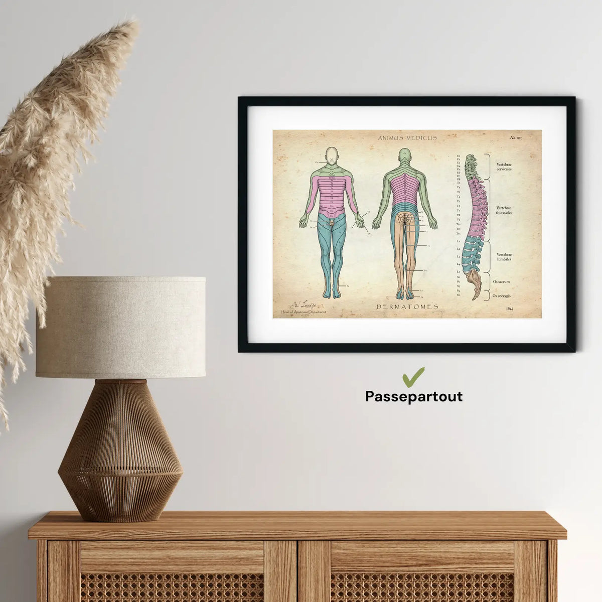 Dermatome - Animus Medicus GmbH